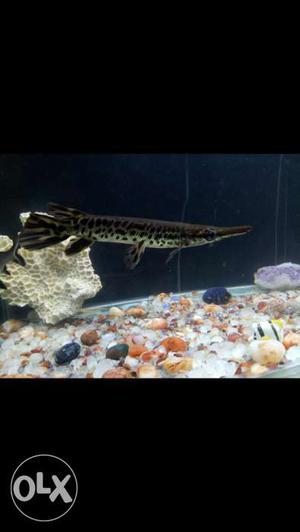 Want to sell Spotted gar