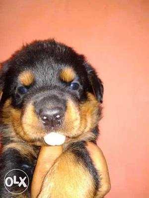 Want to sell these 38 days old heavy boned Rottweiler