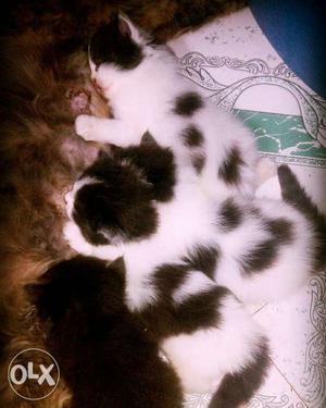 White And Black Tabby Kittens