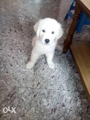 White Golden Retriever puppy with import blood