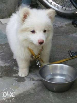 White Long Coated Puppy; Stainless Steel Bowl