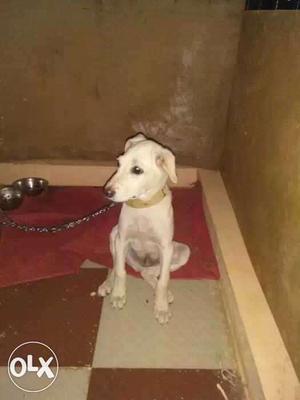 White pure Indian Labrador puppy very low pric