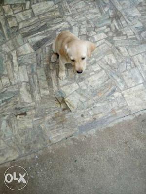 Yellow Labrador Retriever Puppy female