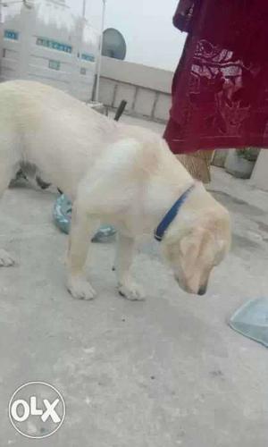 Yellow Labrador Retriever With Blue Collar