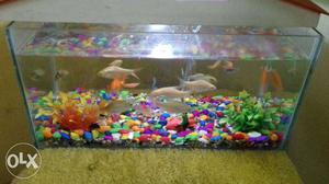 -colored Pet Fishes