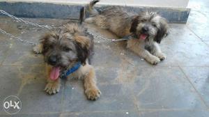 "lhasa apso" breed 1 male and 1 female puppy's of