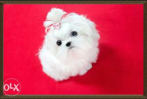 (show quality Maltese) puppies avable pure breed