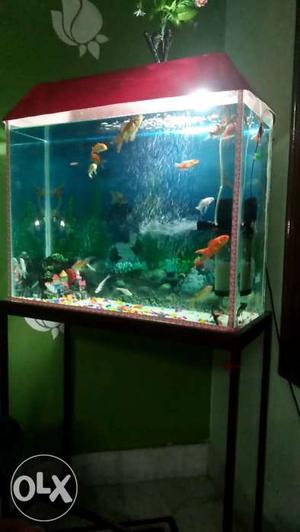  size aquarium with stand n cap only 3 month old
