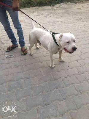Pit bull xxl size very big head.. 16 month age..