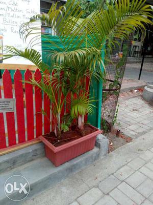 11 Palm tree plants with large pots of Rs.600 each