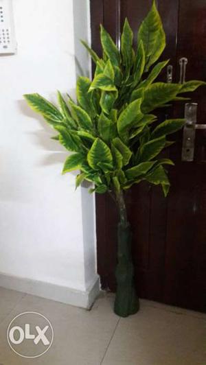 Evergreen long lasting plant