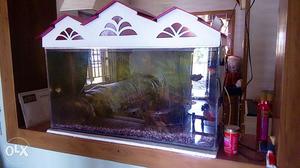 Huge fish tank with 8 fishes and all other