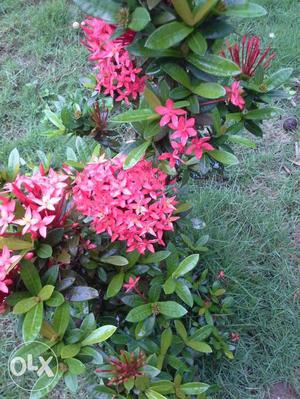 Ixora (Thechi/Chethi Poo) Bloomed