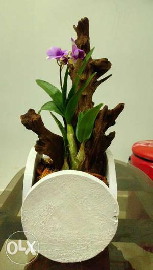 Miniature orchid,with imported drift wood,wooden
