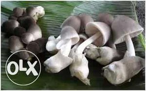 Gray And White Mushroom
