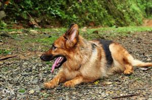 2half year female dog, bush cot GSD