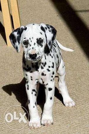 30 days Dalmatian pups pure breed