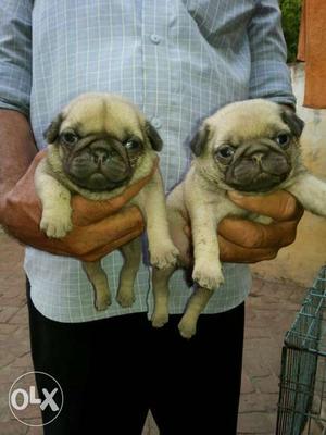 30 days old cute pugs male female available