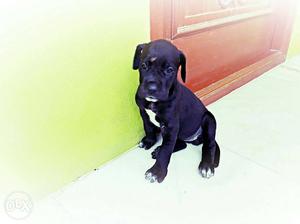 30days great Dane puppies for sale