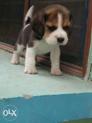 32 day old beagle female puppy available in