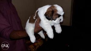 Adorable Shihtzu puppies available for show homes
