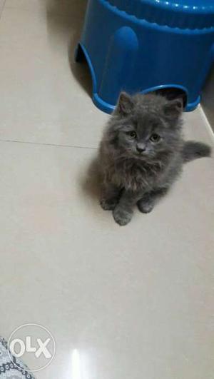 Adorable and loveable Persian kittens