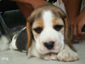 All breed puppy available at g.g pet shop