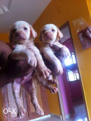 All puppy available if you want pls contact me