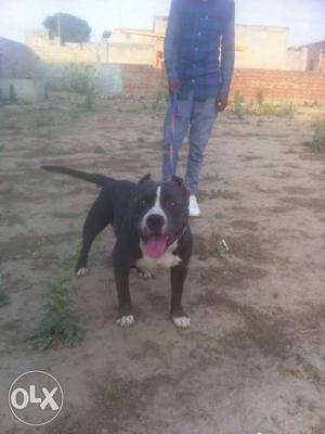 American bully male available