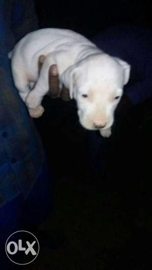 American bully puppy available