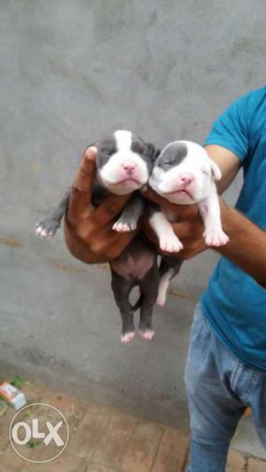 American bully pups Available low price liter