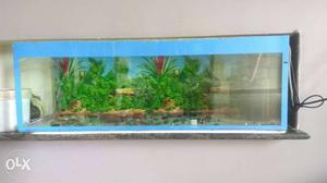 Aquarium for sell with power filter and 2 fish