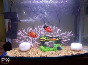 Aquarium is on sale will all items and one fish