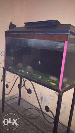 Aquarium with gold fish, 2 pump, and heater