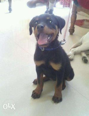Arjantly I want to sell rott weiler puppy 3