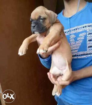 BILASPUR:-- Boxer" Beagle" Labrador" All Puppeis