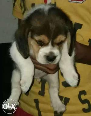 Beagle heavy bone male puppy  only with
