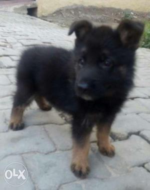 Bi-color German Shepherd Puppy male