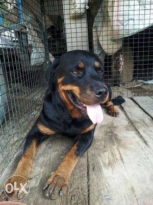 Black And Brown Rottweiler