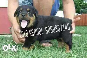 Black And Brown Rottweiler Puppy