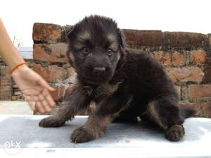 Black And Silver German Shepherd Puppy