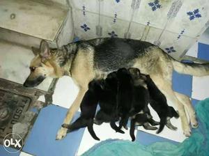 Black And Tan German Shepherd And Litter Of Puppies