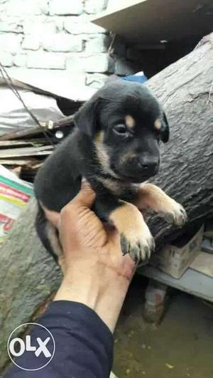 Black And Tan german shepherd male puppy for. only