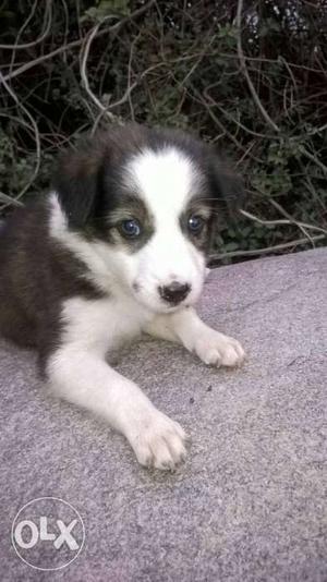 Black And White Double Coated Puppy