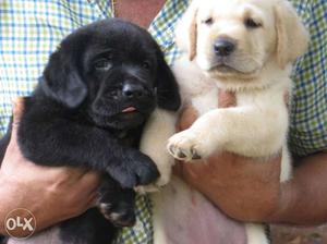 Black And white Labrador Puppies(price  each...