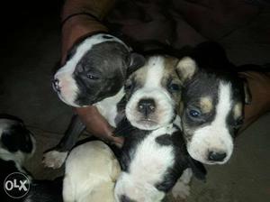 Black-and-white Short Coat Puppy Litter