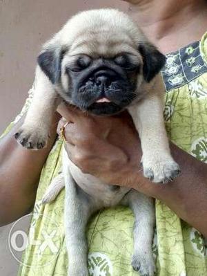Black&fawn pug puppies for sale