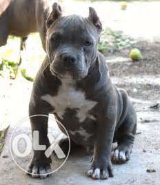 Blue colour pitbull puppies