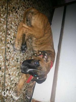 Boxer female 2 month old