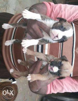 Boxer pup available good quality call now contact number